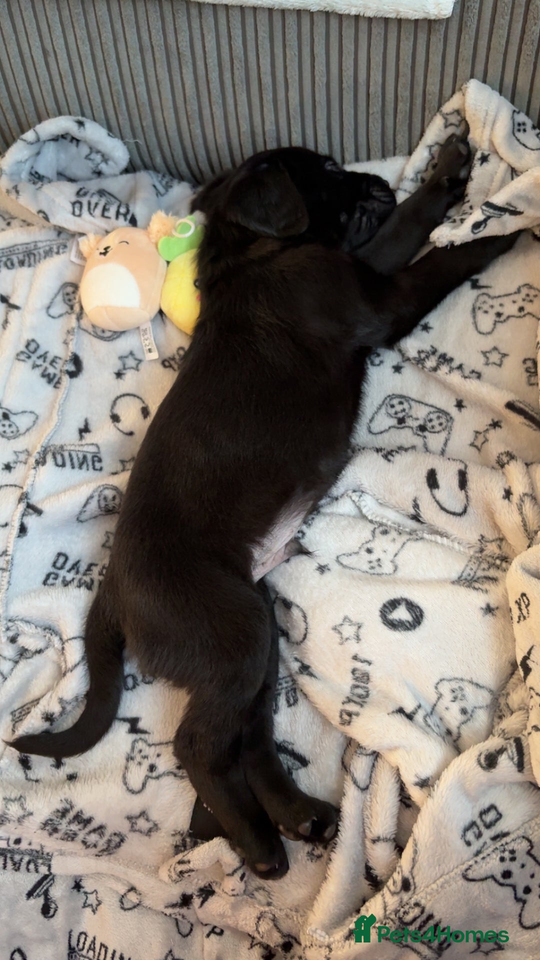 Labrador Retriever dogs for sale: 14 week old lab  - Image 6