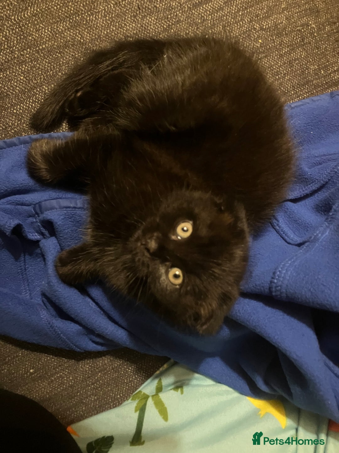 Scottish Fold cats for sale: Khao Manee/Scottish fold Girl - Advert 1