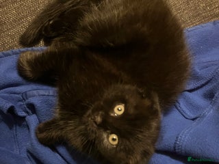 Scottish Fold cats Khao Manee/Scottish fold Girl - Advert 18