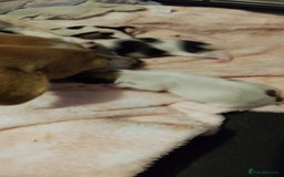 Mixed Breed dogs for sale: Jack tzu puppies - Advert 7