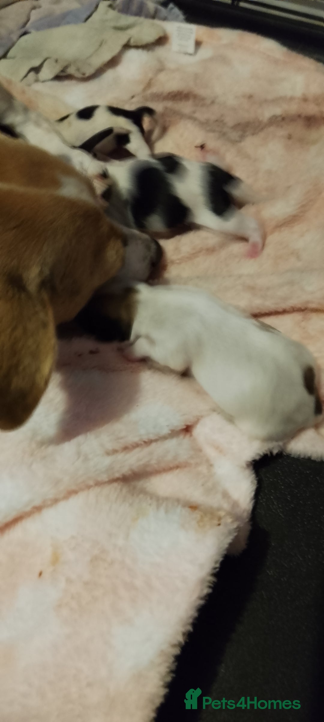 Mixed Breed dogs for sale: Jack tzu puppies - Advert 7