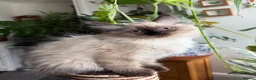 Mixed Breed cats for sale: Kittens for the best homes - Advert 10