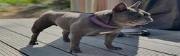 French Bulldog dogs for sale: Trio of French bulldogs 1 female 2 males - Advert 7