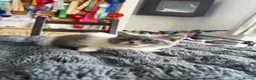 British Shorthair cats for sale: 🐾 Beautiful British Shorthair Kittens 🐾 - Advert 8