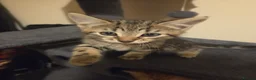 Mixed Breed cats for sale: Active, fun, healthy kittens  - Advert 17