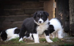 Border Collie dogs for sale: Border Collie Puppies for Sale - Image 6
