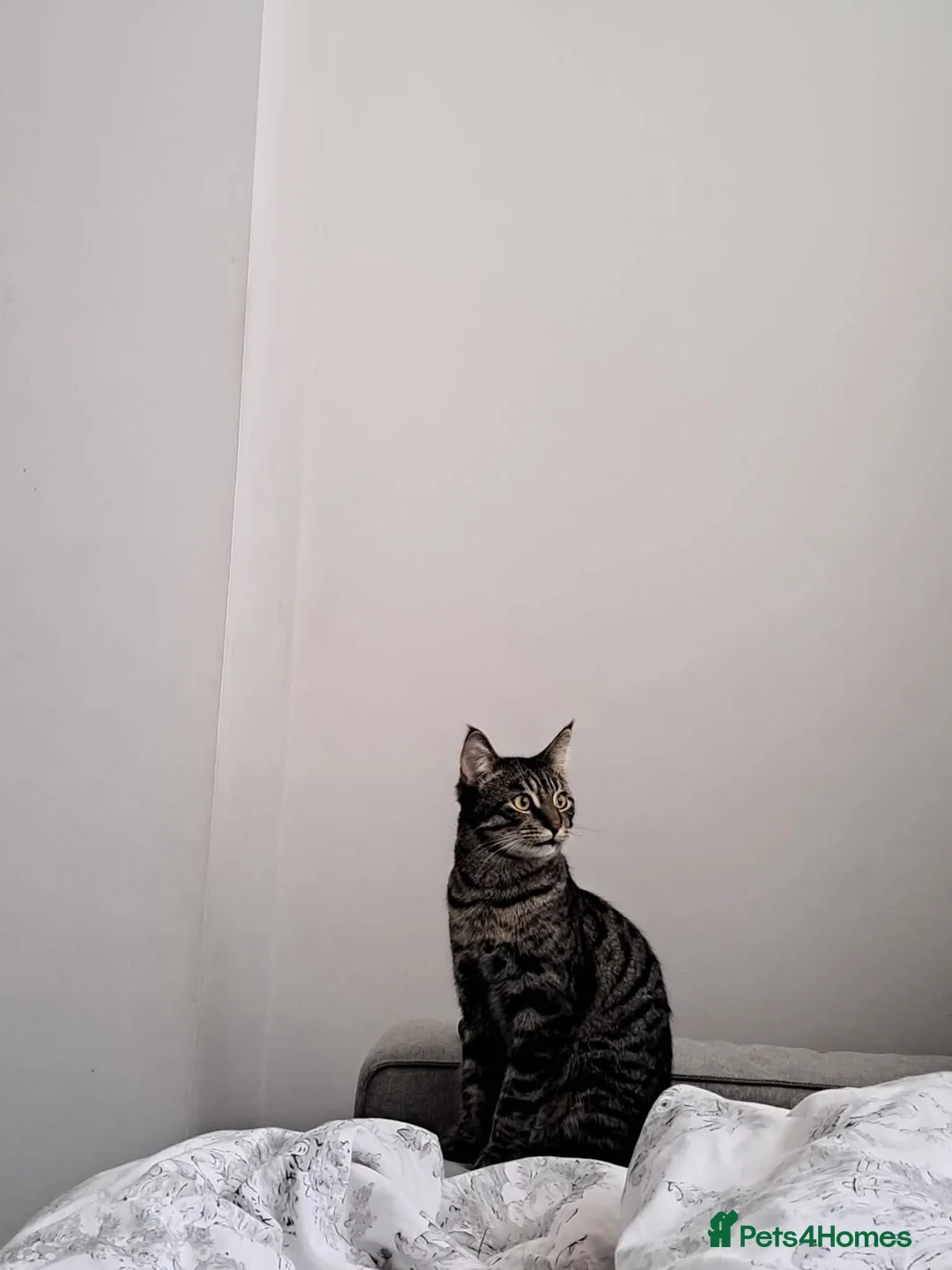 Mixed Breed cats for sale: Kittens for sale  in Chatham - Advert 2