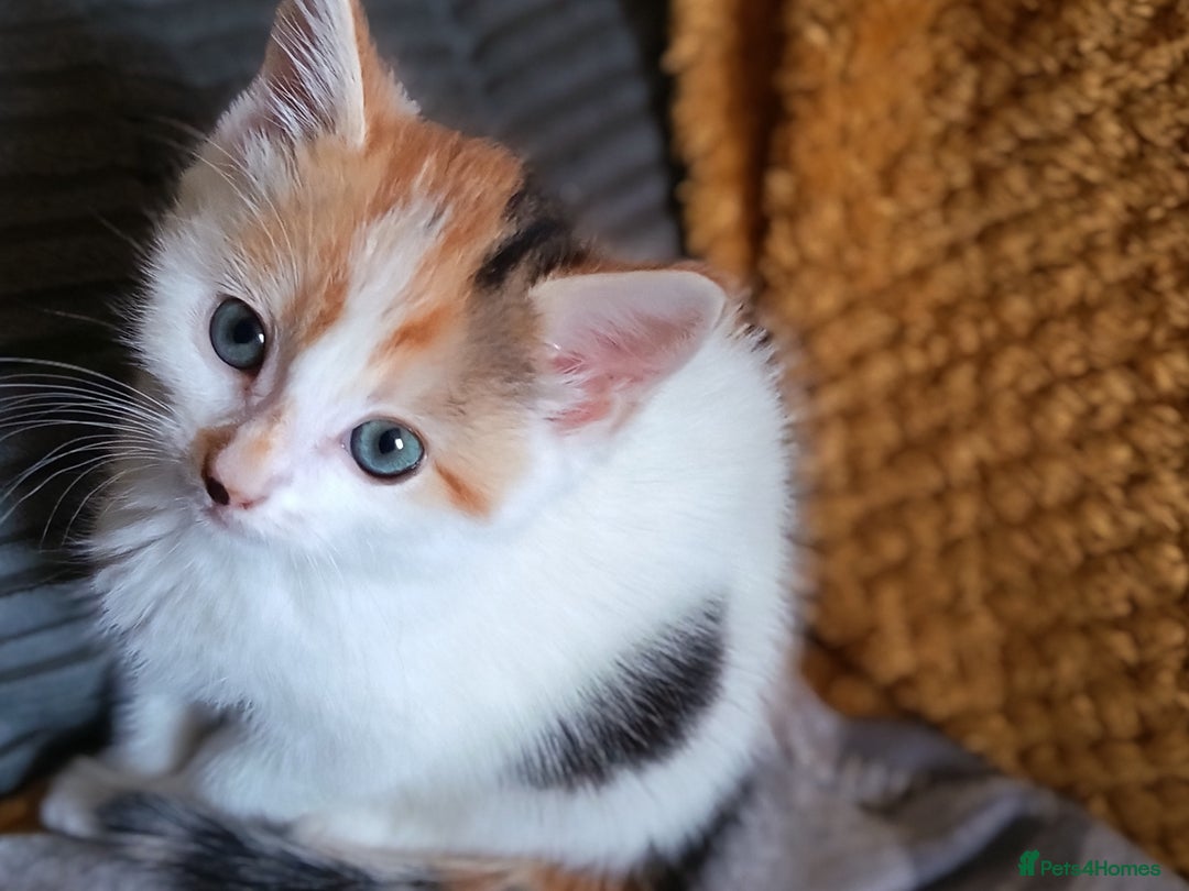 Mixed Breed cats for sale: Beautiful Kitten - Image 2