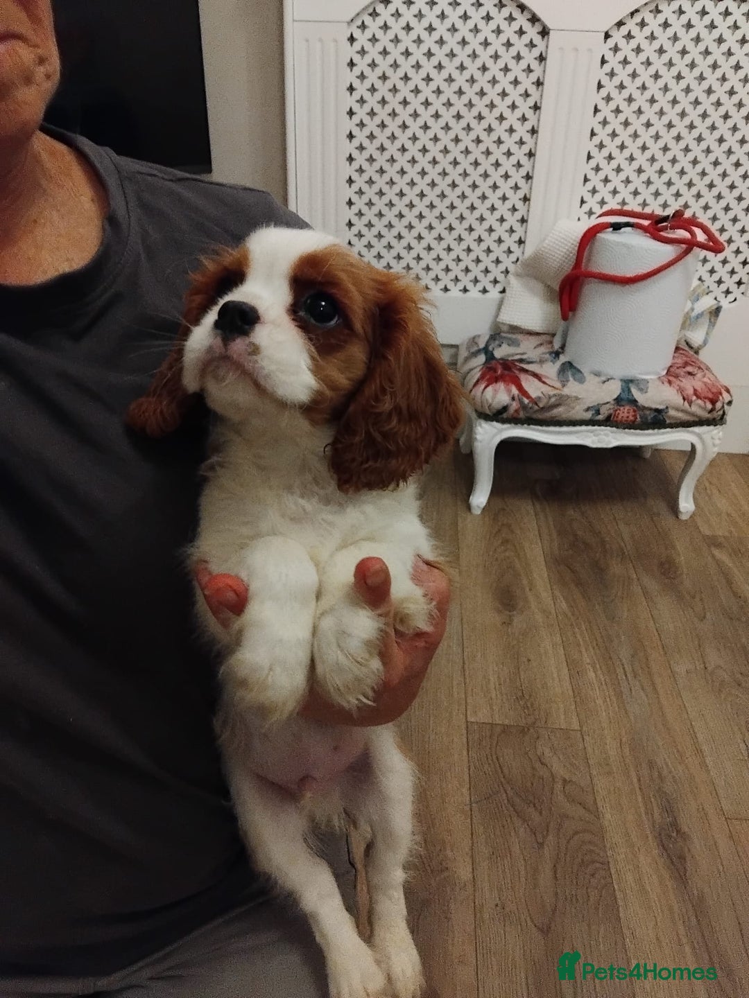 Cavalier King Charles Spaniel dogs for sale: 2beautiful king charles boys  - Image 2