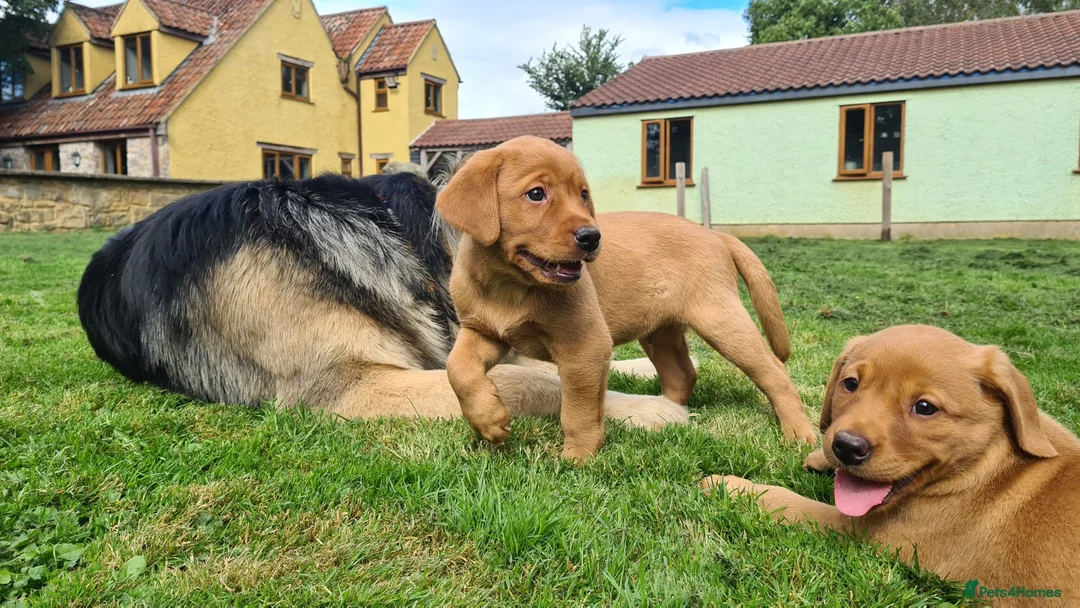 Labrador Retriever dogs for stud: Our Handsome FULLY HEALTH Tested Fox Red Stud Dog in Bristol - Advert 16