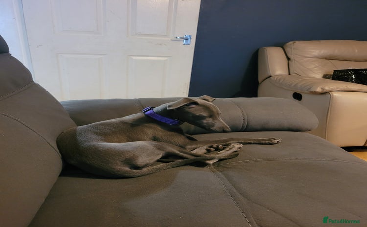 Whippet dogs - Advert 1