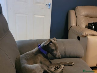 Whippet dogs - Advert 1