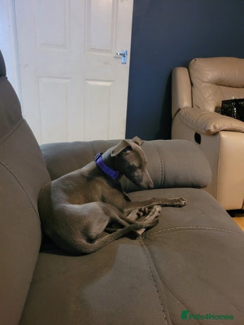 Whippet dogs - Advert 1