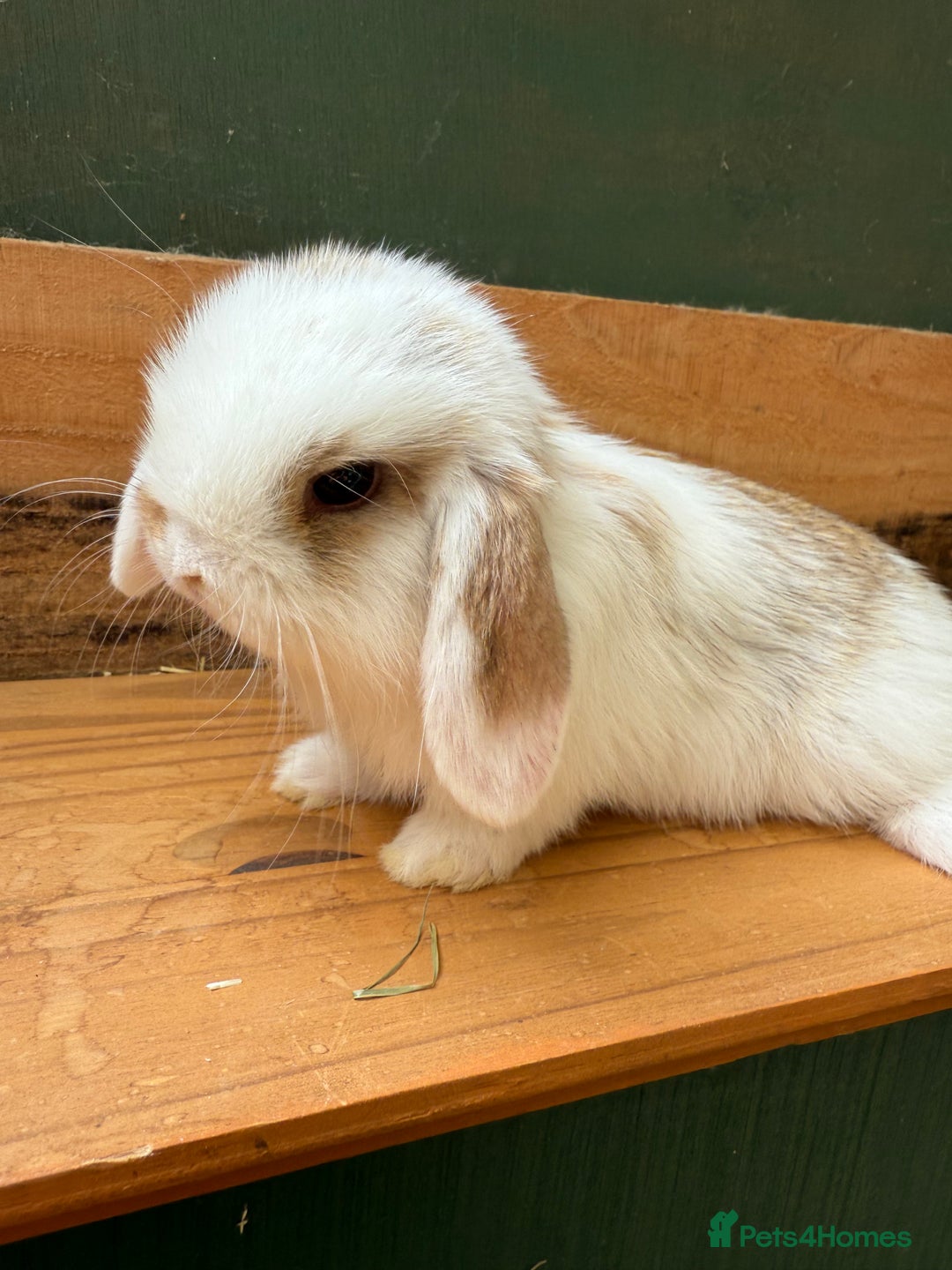 Mini Lop rabbits for sale: MINI LOP BUNNIES - PEDIGREE  - Image 34