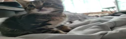 Mixed Breed cats for sale: 7 adorable kittens ready for a new home - Advert 3