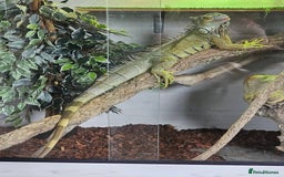 Iguana reptiles for sale: Green Iguana - Image 2
