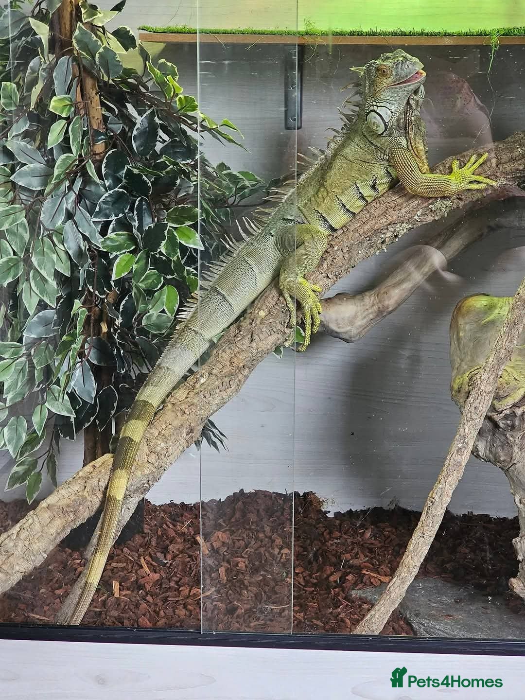 Iguana reptiles for sale: Green Iguana - Image 2