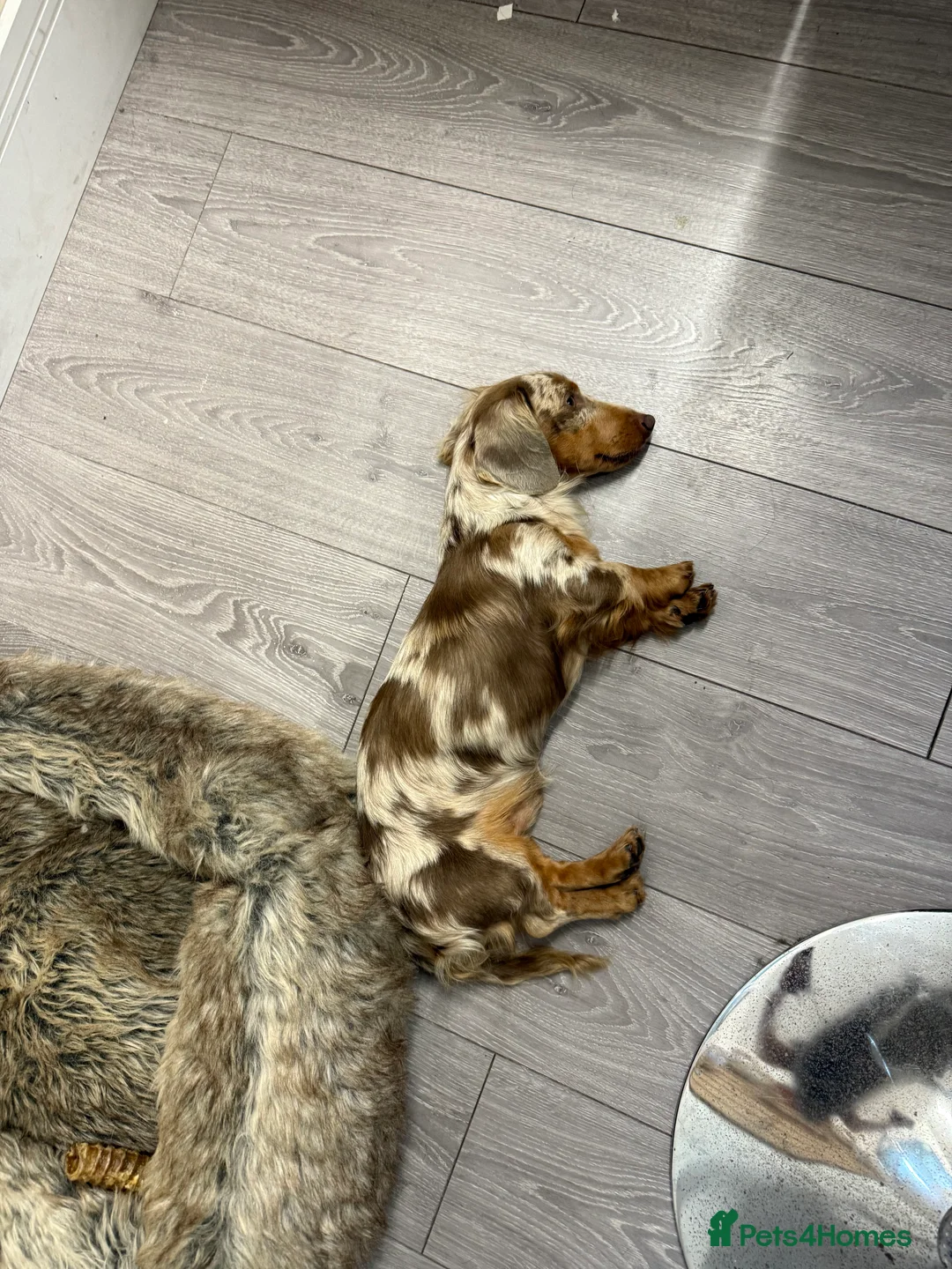 Miniature Dachshund dogs for stud: Tommy Isabella dapple long haired  - Advert 5