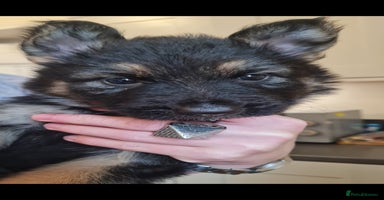 German Shepherd dogs - Advert 10