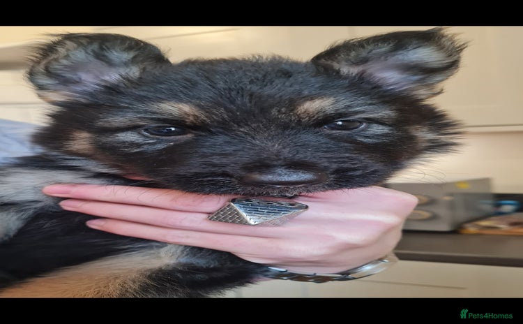 German Shepherd dogs - Advert 6