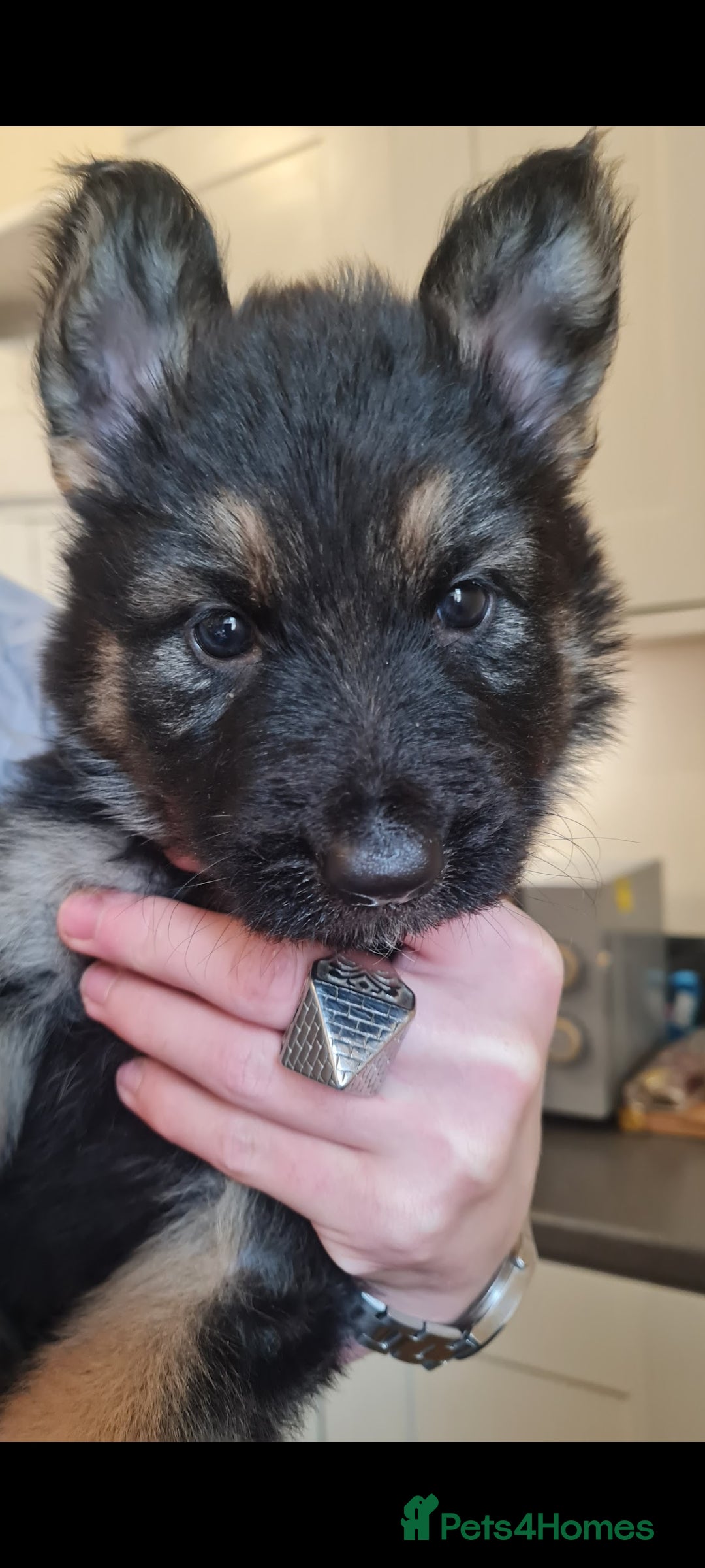 German Shepherd dogs for sale: German Shepherds by Shawhhead Shepherds  - Image 2