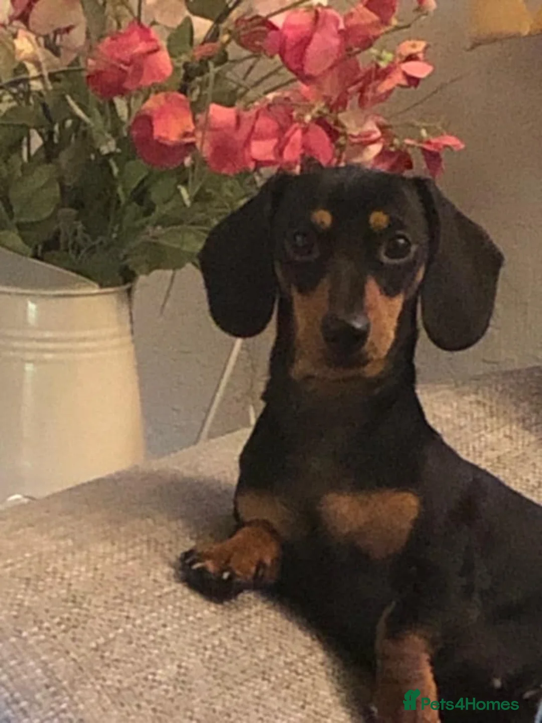 Miniature Dachshund dogs for sale: Beautiful true miniature Dachshund  - Advert 1
