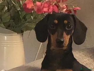 Miniature Dachshund dogs Beautiful true miniature Dachshund - Advert 9