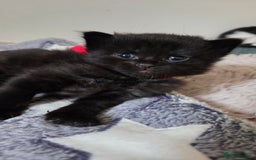Mixed Breed cats for sale: One male and female tabby kittens  - Image 19
