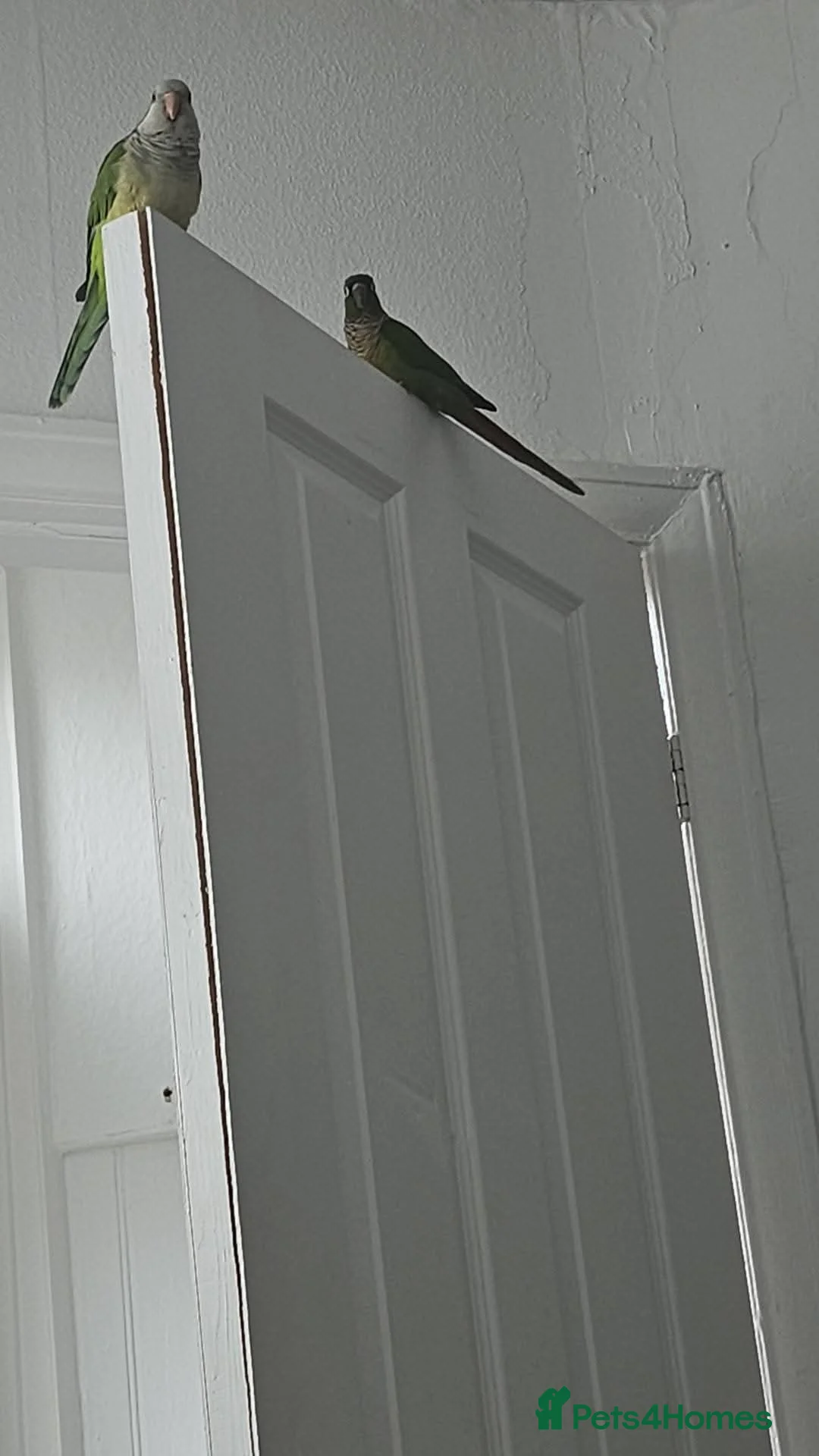 Parrots birds for sale: QUAKER AND GREEN CHEEK CONURE in Blackpool - Advert 2