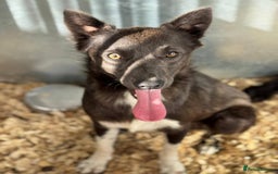 Mixed Breed dogs for adoption: Meet Moose, currently residing in Essex  - Image 5