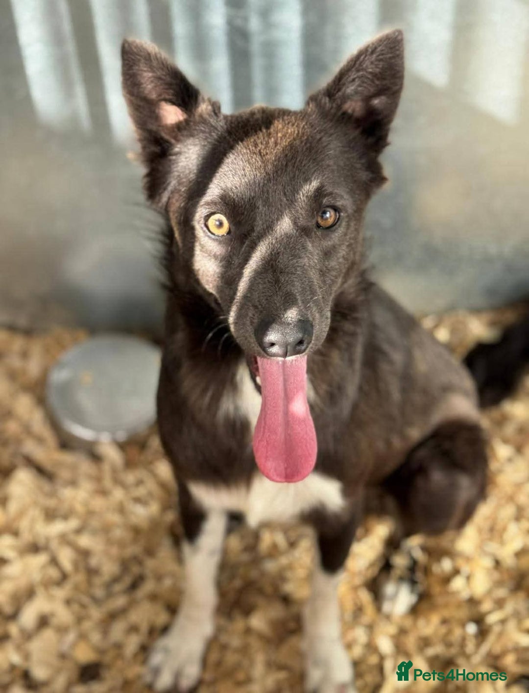Mixed Breed dogs for adoption: Meet Moose, currently residing in Essex  - Image 5
