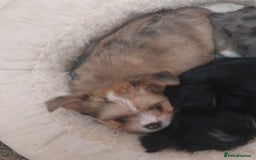 Mixed Breed dogs for sale: Ready to collect  - Advert 35