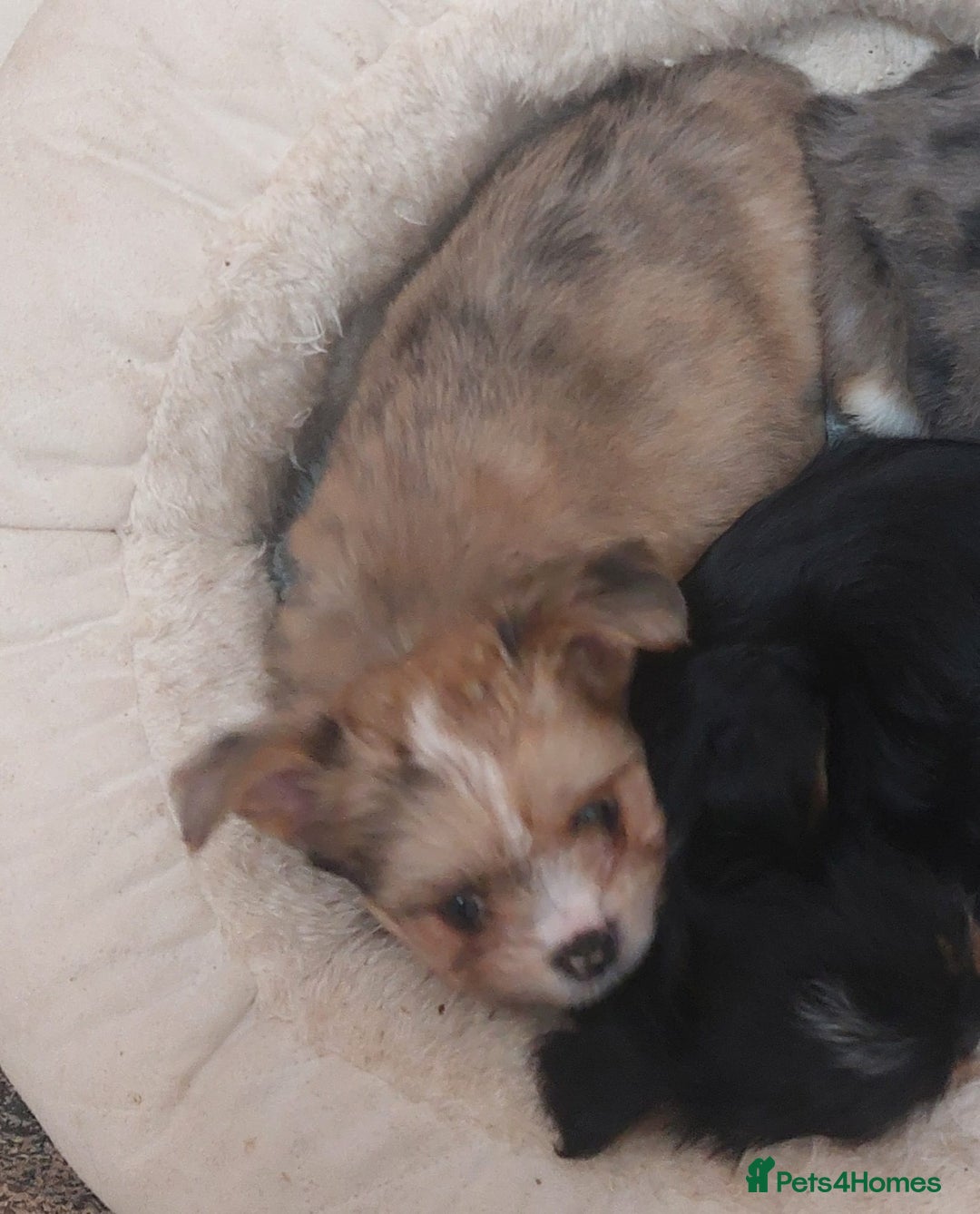 Mixed Breed dogs for sale: Ready to collect  - Advert 35