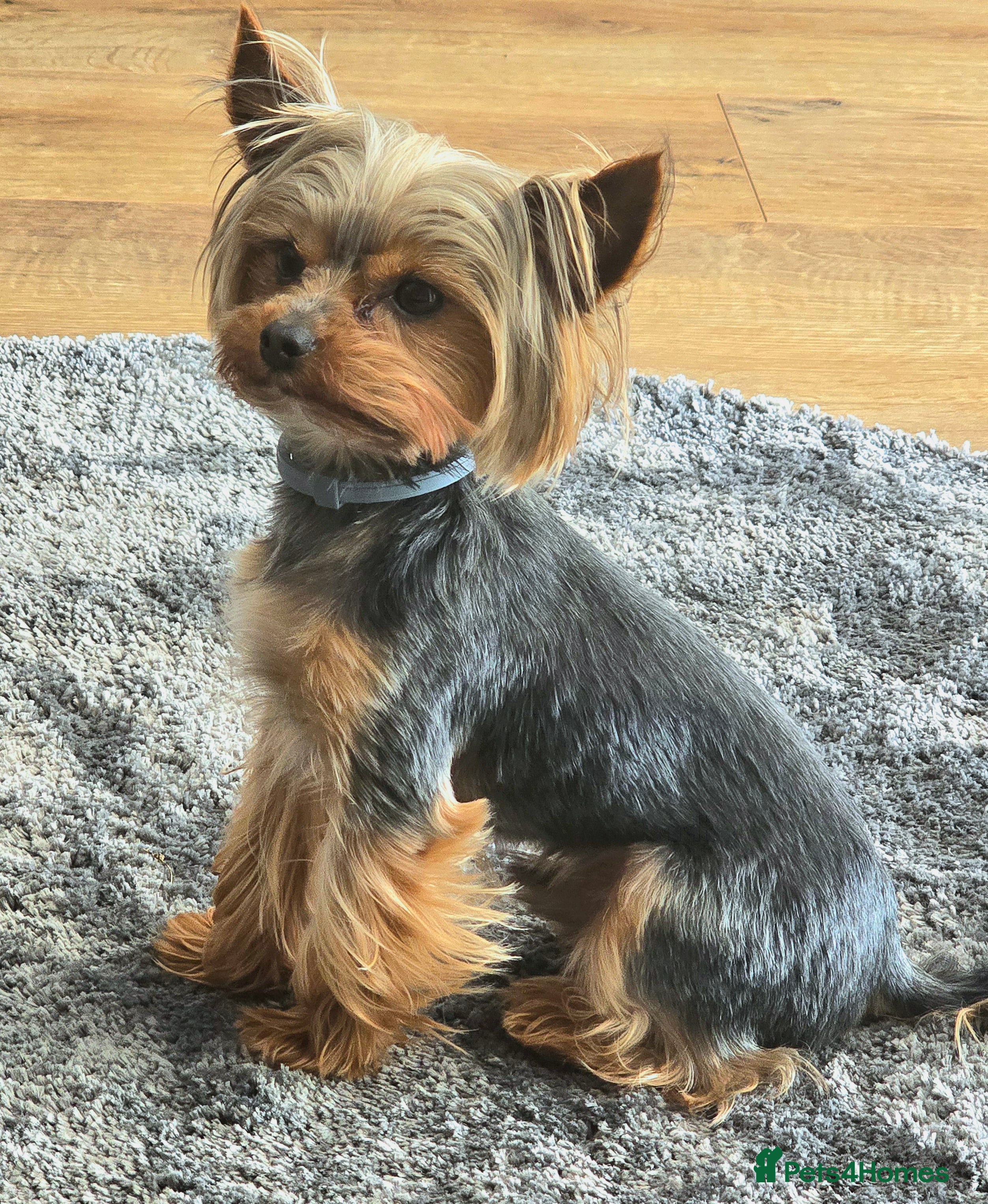 Yorkshire Terrier dogs Toffik ready for stud - Advert 17