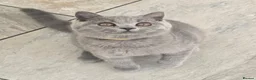 British Shorthair cats for sale: Adorable British Short Hair kittens Full Vaccinate - Advert 13