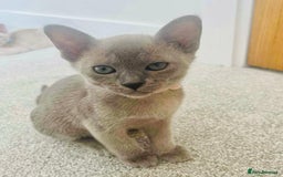 Burmese cats for sale: Burmese kittens for sale in Doncaster - Image 10