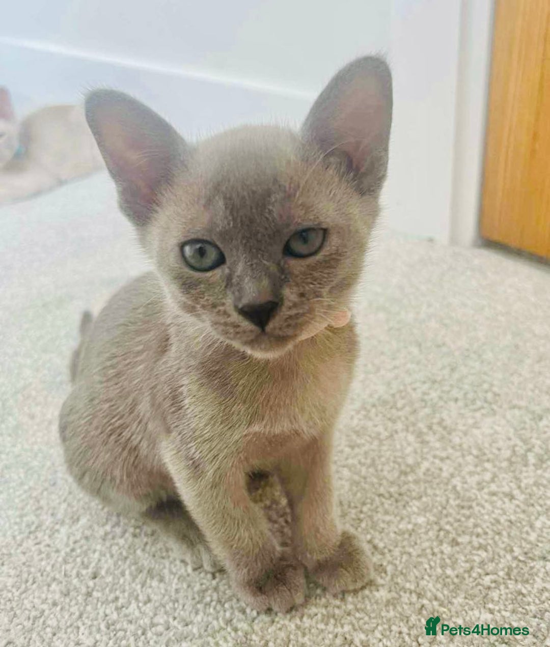 Burmese cats for sale: Burmese kittens for sale in Doncaster - Image 10