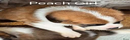 Saint Bernard dogs for sale: Last female saint Bernard  - Advert 7