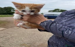 Mixed Breed cats for sale: Beautiful litter of tiny kittens  - Image 1