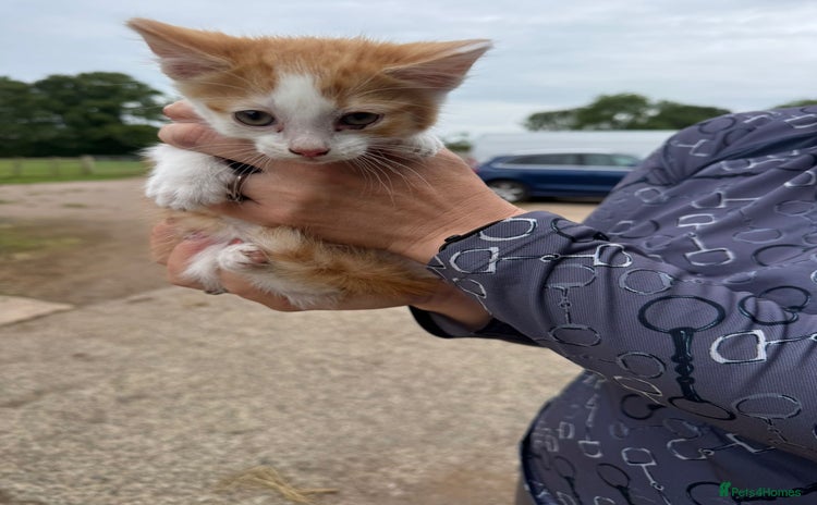Mixed Breed cats - Advert 4