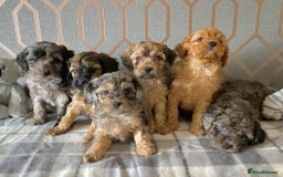 Miniature Poodle dogs for stud: Apricot stud. DNA health tested KCreg colour panel in Dunblane - Image 4