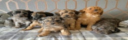 Miniature Poodle dogs for stud: Apricot stud. DNA health tested KCreg colour panel in Dunblane - Advert 4