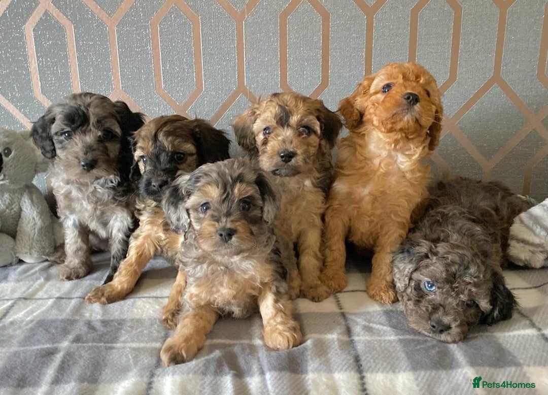 Miniature Poodle dogs for stud: Apricot stud. DNA health tested KCreg colour panel in Dunblane - Image 4