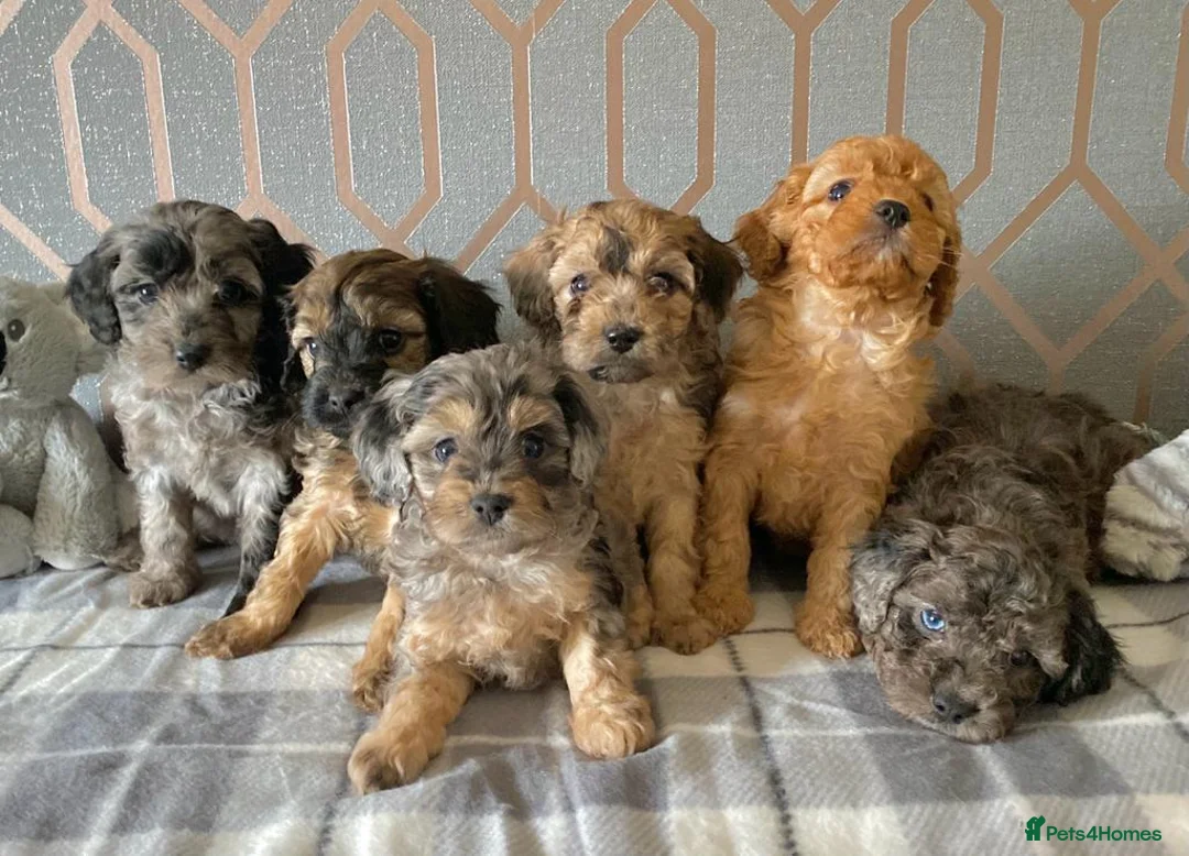 Miniature Poodle dogs for stud: Apricot stud. DNA health tested KCreg colour panel in Dunblane - Advert 4