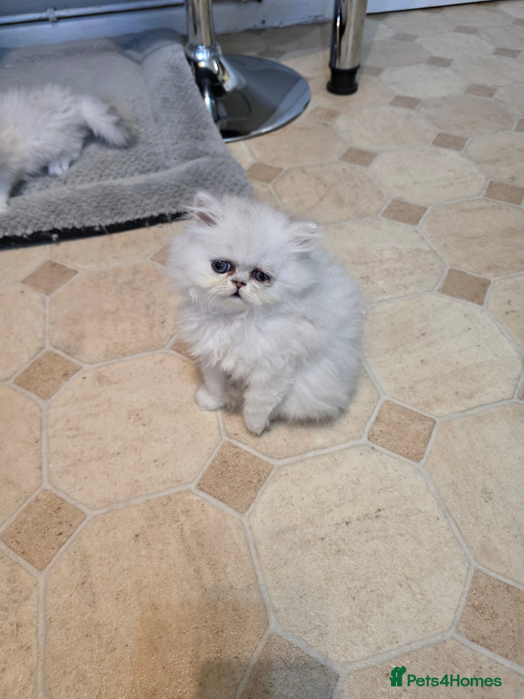 Persian cats for sale: Pedigree Chinchilla Persian kittens  - Advert 9