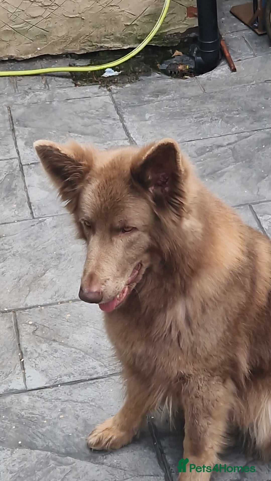 German Shepherd dogs for sale: KC REG GSD PUPPIES FULLY SCORED AND TESTED PARENTS - Image 4