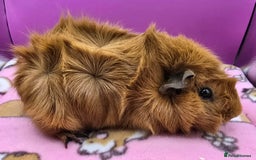 Guinea Pig rodents for sale: Californian Boar, Aby Sow & Self from Cali Sow - Image 7