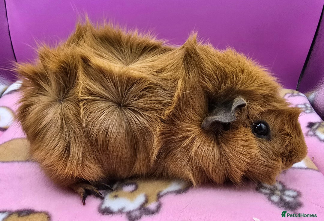 Guinea Pig rodents for sale: Californian Boar, Aby Sow & Self from Cali Sow - Image 7