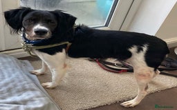 Brittany Spaniel dogs for adoption: Adorable, affectionate Clara-Camberley, Surrey  - Image 3
