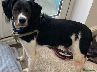 Brittany Spaniel dogs - Advert 2